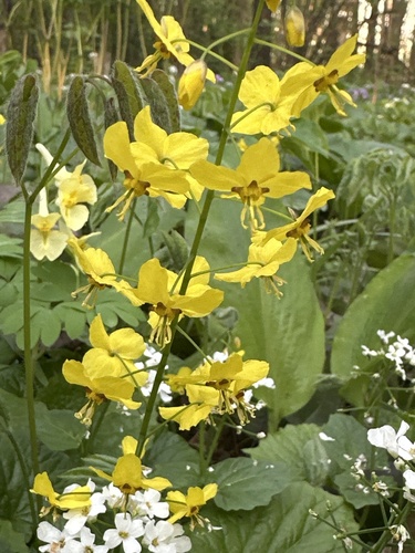 Наблюдение на iNaturalist