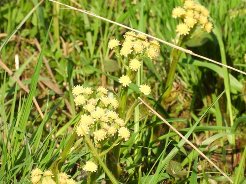 Petasites radiatus (Petasites radiatus)