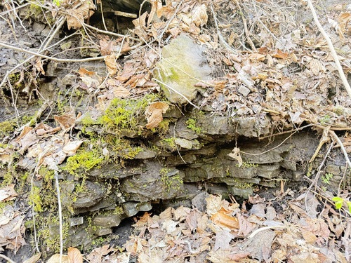 Myurella sibirica observed 2026-04-14