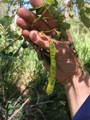 Senna gaudichaudii