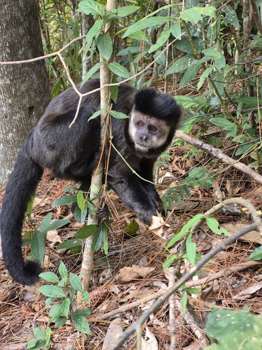 Black capuchin