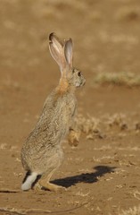 Lepus habessinicus