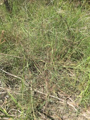 Enteropogon acicularis