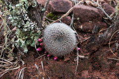 Aylostera