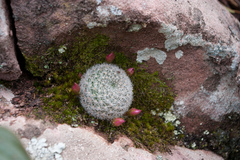 Aylostera