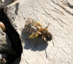 Andrena bicolor