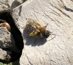 Andrena bicolor