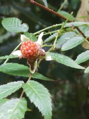 Rubus cardotii