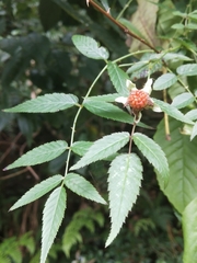 Rubus cardotii