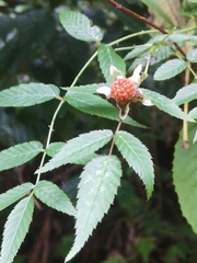 Rubus cardotii