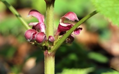 Lamium orvala