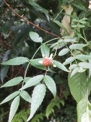 Rubus cardotii