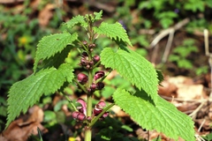 Lamium orvala