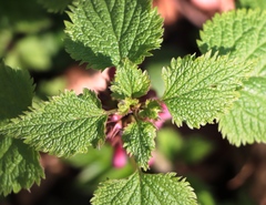 Lamium orvala