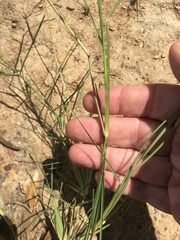 Chloris divaricata