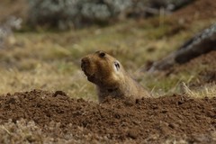 Tachyoryctes macrocephalus