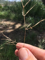 Aristida calycina