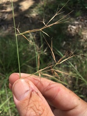 Aristida calycina