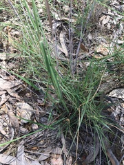 Aristida calycina