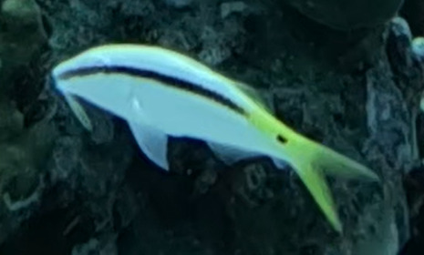 Parupeneus forsskali