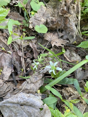 Наблюдение на iNaturalist
