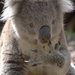 Victorian Koala - Photo (c) Kaitlyn, some rights reserved (CC BY-NC)