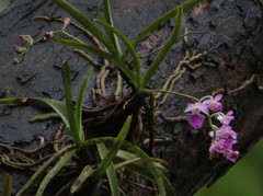 Aerides maculosa
