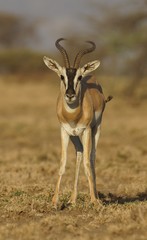 Nanger soemmerringii