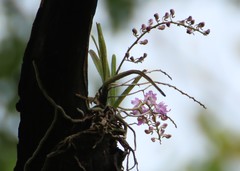 Aerides maculosa