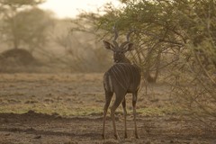 Tragelaphus imberbis