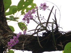 Aerides maculosa