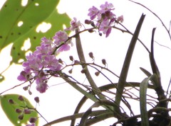 Aerides maculosa