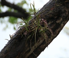 Aerides maculosa
