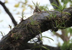 Aerides maculosa