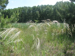 Stipa borysthenica