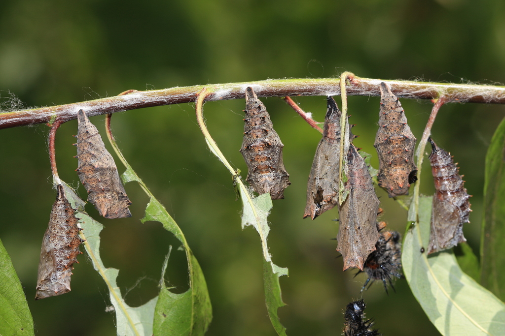 Mourning Cloak from Northwest Berkeley, Berkeley, CA, USA on July 25 ...