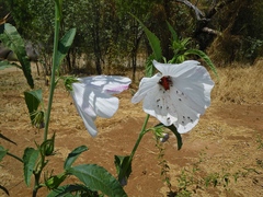 Hibiscus meraukensis