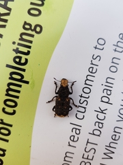 Platyrhinus resinosus