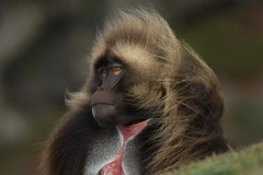 Theropithecus gelada