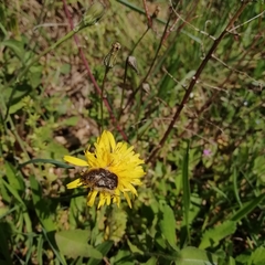 Tropinota squalida