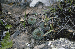 Aylostera tuberosa