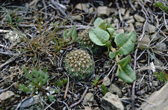Aylostera tuberosa
