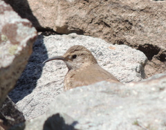 Upucerthia dumetaria