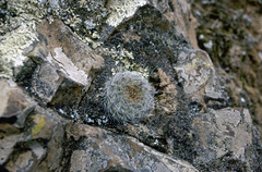 Aylostera tuberosa