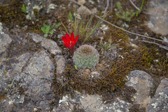 Aylostera tuberosa