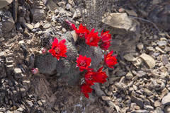 Aylostera tuberosa