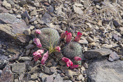 Aylostera tuberosa