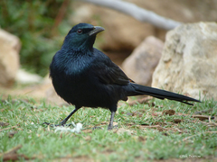 Onychognathus blythii