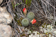 Aylostera tuberosa