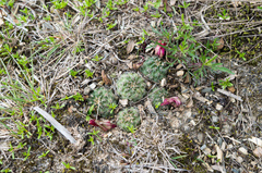 Aylostera tuberosa
